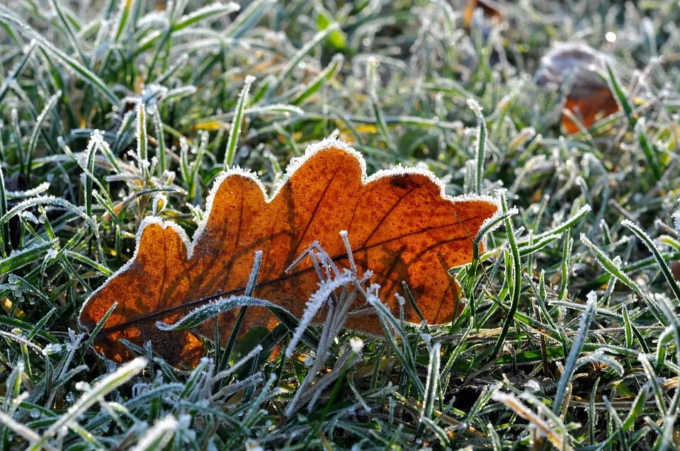 Kladenie kamenného koberca počas typického jesenného počasia